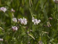 Ornithopus sativus 8, Serradelle, Saxifraga-Willem van Kruijsbergen