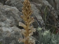 Orobanche amethystea