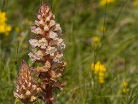 Orobanche caryophyllacea 37, Walstrobremraap, Saxifraga-Jan Nijendijk