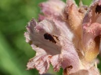 Orobanche caryophyllacea 38, Walstrobremraap, Saxifraga-Sonja Bouwman  950. Walstrobremraap - Orobanche caryophyllacea - Orobanchaceae familie (i)