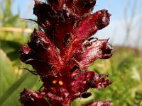 Orobanche foetida 6, Saxifraga-Ed Stikvoort