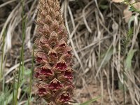 Orobanche gracilis 22, Bloedrode bremraap, Saxifraga-Willem van Kruijsbergen