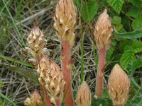 Orobanche picridis 13, Bitterkruidbremraap, Saxifraga-Ed Stikvoort