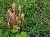 Orobanche picridis 15, Bitterkruidbremraap, Saxifraga-Ed Stikvoort