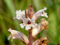 Orobanche picridis 4, Bitterkruidbremraap, Saxifraga-Sonja Bouwman  1036. Bitterkruidbremraap - Orobanche picridis - Orobanchaceae familie (i) Kennemermeer (IJmuiden)