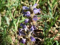 Orobanche purpurea 24, Blauwe bremraap, Saxifraga-Sonja Bouwman  946. Blauwe bremraap - Orobanche purpurea - Orobanchaceae familie (i)