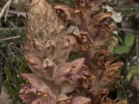 Orobanche rapum-genistae 16, Grote bremraap, Saxifraga-Willem van Kruijsbergen