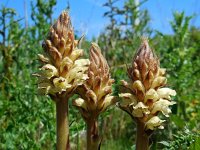 Orobanche reticulata