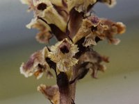 Orobanche reticulata 1, Distelbremraap, Saxifraga-Peter Meininger