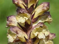 Orobanche reticulata 10, Distelbremraap, Saxifraga-Sonja Bouwman  942. Distelbremraap - Orobanche reticulata - Orobanchaceae familie (i)