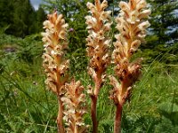 Orobanche reticulata 2, Distelbremraap, Saxifraga-Ed Stikvoort