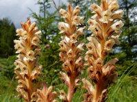 Orobanche reticulata 4, Distelbremraap, Saxifraga-Ed Stikvoort