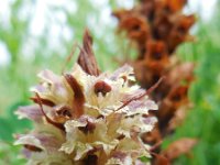 Orobanche reticulata 7, Distelbremraap, Saxifraga-Ed Stikvoort