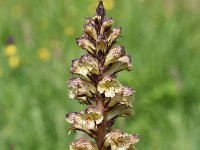 Orobanche reticulata 9, Distelbremraap, Saxifraga-Sonja Bouwman  942. Distelbremraap - Orobanche reticulata - Orobanchaceae familie (i) Utrecht