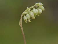 Orthilia secunda 11, Eenzijdig wintergroen, Saxifraga-Luuk Vermeer