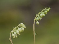 Orthilia secunda 13, Eenzijdig wintergroen, Saxifraga-Luuk Vermeer