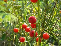 Osyris alba 16, Saxifraga-Hans Grotenhuis