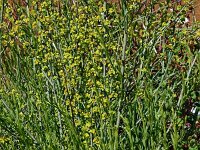 Osyris alba 17, Saxifraga-Hans Grotenhuis