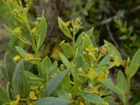 Osyris lanceolata 9, Saxifraga-Ed Stikvoort