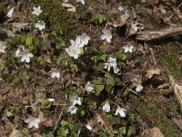 Oxalis acetosella 49, Witte klaverzuring, Saxifraga-Willem van Kruijsbergen