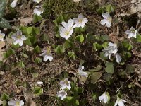 Oxalis acetosella 50, Witte klaverzuring, Saxifraga-Willem van Kruijsbergen