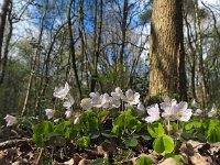 Oxalis acetosella 54, Witte klaverzuring, Saxifraga-Hans Dekker