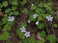 Oxalis acetosella 57, Witte klaverzuring, Saxifraga-Ed Stikvoort