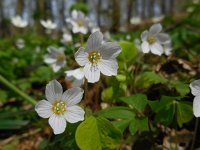 Oxalis acetosella 65, Witte klaverzuring, Saxifraga-Ed Stikvoort