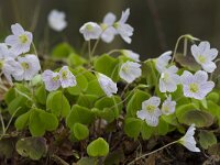 Oxalis acetosella 71, Witte klaverzuring, Saxifraga-Jan Nijendijk