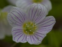 Oxalis acetosella 72, Witte klaverzuring, Saxifraga-Jan Nijendijk