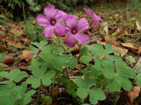 Oxalis articulata 12, Knolklaverzuring, Saxifraga-Ed Stikvoort