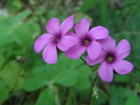 Oxalis articulata 7, Knolklaverzuring, Saxifraga-Ed Stikvoort