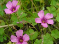 Oxalis articulata 9, Knolklaverzuring, Saxifraga-Ed Stikvoort