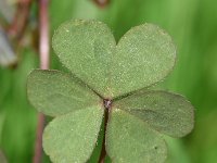 Oxalis corniculata 26, Gehoornde klaverzuring, Saxifraga-Sonja Bouwman