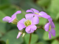 Oxalis latifolia 8, Brede klaverzuring, Saxifraga-Sonja Bouwman  Broadleaf wood-sorrel - Oxalis latifolia - Oxalidaceae familie