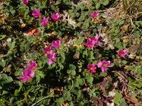 Oxalis purpurea