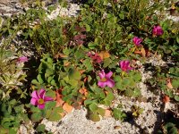 Oxalis purpurea 3, Bowie's klaverzuring, Saxifraga-Ed Stikvoort