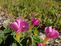 Oxalis purpurea 4, Bowie's klaverzuring, Saxifraga-Ed Stikvoort