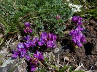 Oxytropis albana 11, Saxifraga-Ed Stikvoort