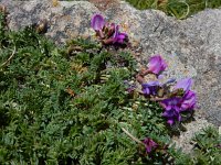 Oxytropis albana 8, Saxifraga-Ed Stikvoort