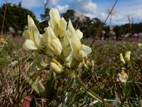 Oxytropis campestris 11, Saxifraga-Ed Stikvoort