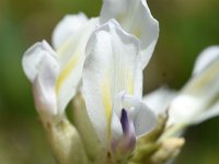 Oxytropis campestris 15, Saxifraga-Sonja Bouwman  Field locoweed - Oxytropis campestris - Fabaceae familie; Zinal, Alp Trider (Zw)