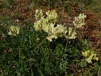 Oxytropis campestris 4, Saxifraga-Ed Stikvoort