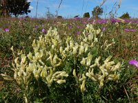 Oxytropis campestris 5, Saxifraga-Ed Stikvoort