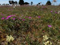 Oxytropis campestris 6, Saxifraga-Ed Stikvoort