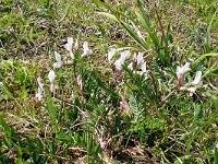 Oxytropis campestris ssp sordida 16, Saxifraga-Hans Grotenhuis