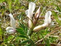 Oxytropis campestris ssp sordida 17, Saxifraga-Hans Grotenhuis