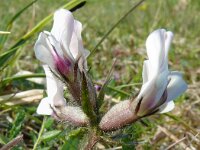 Oxytropis campestris ssp sordida 18, Saxifraga-Hans Grotenhuis