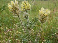 Oxytropis pilosa