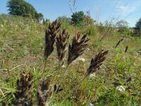 Oxytropis pilosa 11, Saxifraga-Hans Grotenhuis
